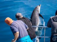 Capt Dave's Dana Point Dolphin & Whale Watching image 6